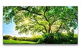 Leinwandbild 120x60cm Großer Baum Eiche Baumkrone Grün Natur Sonnenstrahlen