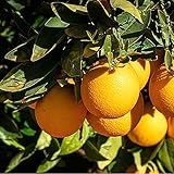 100 Stück Orangensamen sehr anpassungsfähig essentielle Gartenobstbäume mehrjährige...