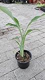 Goldene Lotusbanane Musella lasiocarpa 30-50cm frostresistent Banane Bananenbaum