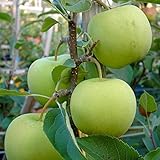 Golden Delicious, Winterapfel, Halbstamm ca. 150-170 cm, wurzelnackter Apfelbaum