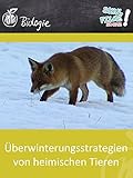 Überwinterungsstrategien von heimischen Tieren - Schulfilm Biologie