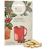 Zwerg Kaffeestrauch Samen: Premium Kaffee Samen für ca. 5 schöne Kaffee...