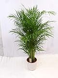 [Palmenlager] XL Goldfruchtpalme - Areca - Dypsis - 160 cm - // Zimmerpflanze -...