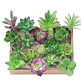 KUUQA 16 Pcs Sukkulenten Künstlich Gemischt Künstliche Blumen Pflanzen...