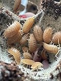 Porcellio Leavis Orange Asseln