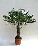 Winterharte Hanfpalme - Trachycarpus fortunei - Gesamthöhe 140-170cm Stamm...