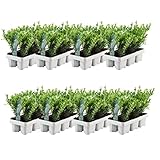 Plants by Frank – 48 Stechpalme | Heckenpflanzen Winterhart | 48 x Ø7 cm - 15...