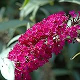 Sommerflieder Buddleja Royal Red - Duftend und Winterhart - Buddleia | 1,5 Liter Topf