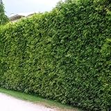 5 Thuja Brabant 140-150cm XXl ohne Topf gemessen frisch vom Feld Gartenhecke...