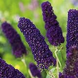 Garten Schlüter - Schmetterlingsflieder Black Knight - Sommerflieder (Buddleja) Pflanze...