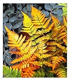 BALDUR Garten Winterharter Schmuck-Farn 'Golden Brilliant', 1 Pflanze, Dryopteris...