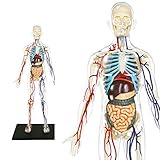 Explora – Anatomie des menschlichen Skeletts, transparent – 546070 –...