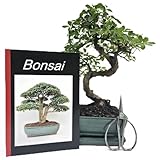 Anfänger Bonsai-Set Ulme, ca. 30cm, 4 teiliges Sparset (1 Ulmen-Bonsai, 1...