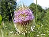 Wild Cardoon - Dipsacus fullonum - Wild Teasel - 50+ seeds - seeds - seeds