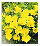 BALDUR Garten Nachtkerze, 3 Pflanzen Oenothera macrocarpa winterhart Blütenstaude,...