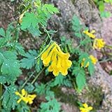 35 pcs lerchensporn samen - kräuter, bonsai (Corydalis solida) frühblüher pflanzen,...