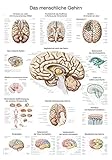 Lehrtafel'Das menschliche Gehirn' (deutsch), 50x70cm