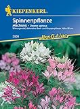 Kiepenkerl 3501 Spinnenpflanze Mischung, sehr dekorative Beet- und Gruppenpflanze mit...