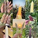 120 pcs Mais Samen gemüsepflanzen, seltene pflanzen Maissamen, Zea Mays gemüsesamen &...