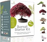 Bonsai Starter Kit – Set Bonsai Anzuchtset 5 verschiedene Bonsaï-Samen –...