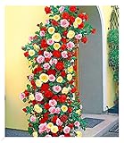 BALDUR Garten Kletterrosen rot, rosa und gelb, 3 Pflanzen, Kletterpflanzen Rose...