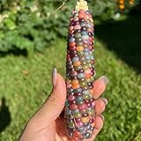 100 pcs Mais Samen bio saatgut, seltene pflanzen Maissamen, Zea Mays garden, seltene samen...