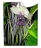 Weiße Fledermausblume 'White-Bat-Flower' - Tacca integrifolia *10 Samen*...