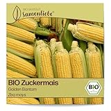 Samenliebe BIO Zuckermais Samen alte Sorte Golden Bantam süßer Traditionsmais großer...