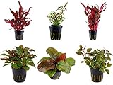 Tropica Pflanzen Set 6 schöne rote Topf Pflanzen Aquariumpflanzenset Nr.10 Wasserpflanzen...