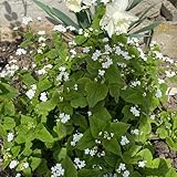 Bugloss Samen, heilkräuter nachhaltige geschenke, blumenwiese samen kräutersamen,...