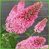 Schmetterlingsflieder Pink Panther - Sommerflieder (Buddleja) Pflanze in...