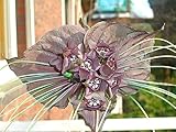 Seedeo Fledermausblume (Tacca chantrieri) 15 Samen