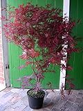 Roter Fächer-Ahorn, Höhe: 120-130 cm, Sorte: A. palmatum Atropurpureum +...