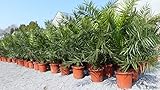 gruenwaren jakubik 2 Stück Palme XXL 160-180 cm Phoenix canariensis, kanarische...