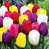 COOTO Garden Tulpenzwiebeln mischung 25x Tulpen zwiebeln Frühlingsblumen Mix...