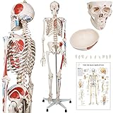 Jago® Menschliches Anatomie Skelett 181.5 cm - mit Muskelbemalungdetails, inkl....