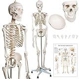 Jago Anatomisches Skelettmodell mit Ständer für Lernhilfe-Anatomie der...