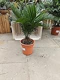 Palmfarn Sagopalme Cycas revoluta 50-60cm + Stammansatz Zimmerpflanze Kübelpflanze...