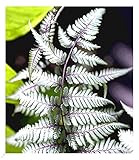 BALDUR Garten Winterharter Schmuck-Farn 'Silver Falls®', 1 Pflanze, Athyrium...