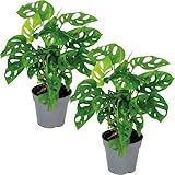 2x Monstera adansonii 'Monkey Leaf' - Lochpflanze - Luftreinigend – ⌀12 cm -...