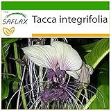 SAFLAX - Weiße Fledermausblume - 10 Samen - Mit keimfreiem Anzuchtsubstrat - Tacca...