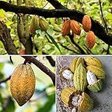 30 kakaobaum samen Cacao kletterpflanzen winterhart schnellwachsend extrem winterharte...