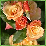 Kletterrose Moonlight in Kupfer-Gelb - Rosa - Kletter-Rose winterhart & duftend - Pflanze...