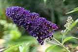 1st. Sommerflieder “Black Knight” 40-60cm Buddleja davidii Schmetterlingsflieder