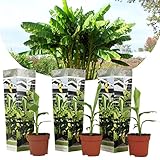 Plant in a Box - Musa Basjoo - 3er Set - Bananenpflanze Winterhart - Bananenbaum - Topf...