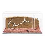 AntHouse - Natürliche Ameisenfarm aus Sand - Acryl Starter Set 20x10x10 cm (Gratis...