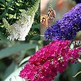 3 X Sommerflieder-Sortiment: 3-er set Schmetterlingsflieder/Buddleja, Duftend...