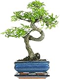 Bonsai Baum mit Keramik Blumentopf - Chinese elm - ca. 7 Jahre (15 cm Schale,...