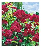 BALDUR Garten Rambler-Rosen 'Chevy Chase', 1 Pflanze, Kletterrose winterhart mehrjährige...