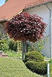 Acer platanoides Crimson Sentry Blut-Ahorn rotlaubig auf Stamm verschiedene Größen...